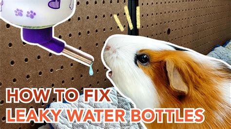 guinea pig water bottle leaking|How To Fix A Dripping Guinea Pig Water Bottle